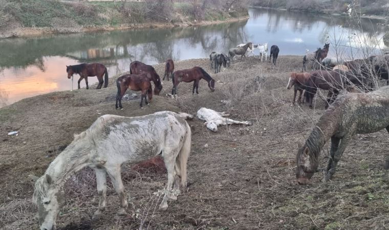 Son anda kurtarıldılar: Jandarma Sakarya Nehri kenarında bulunan 40 ata el koydu