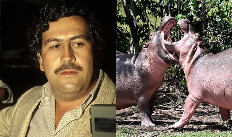 Pablo Escobar Bilim Insanları Kolombiyadaki Kokain Su Aygırlarını Neden öldürmek Istiyor 