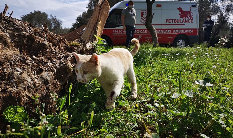 Bodrum'da 500 günde 5 bin sokak hayvanına tedavi