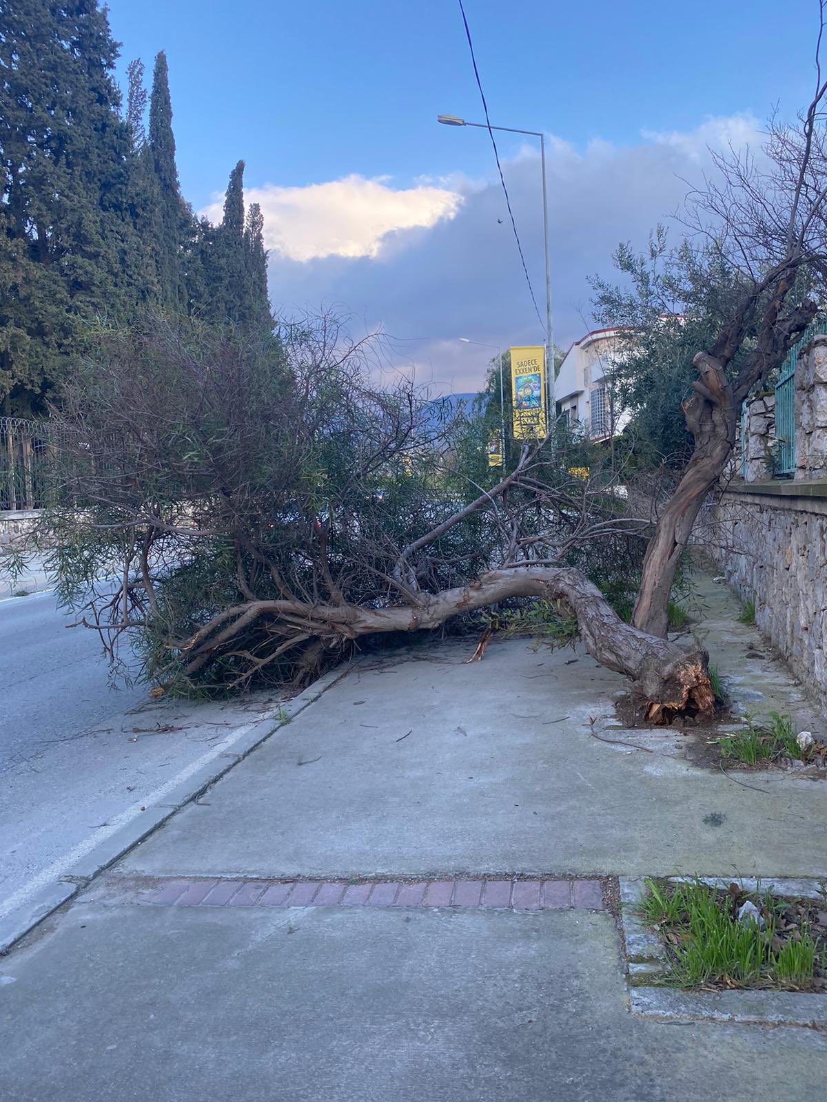 İzmir'i fırına vurdu: Çatılar uçtu, ağaçlar devrildi, iskeleler hasar gördü