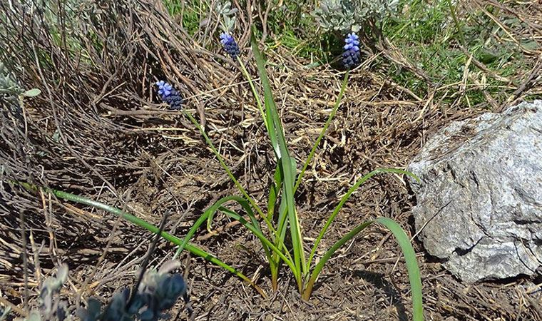 Amanos Dağları'nda yeni sümbül türü keşfedildi