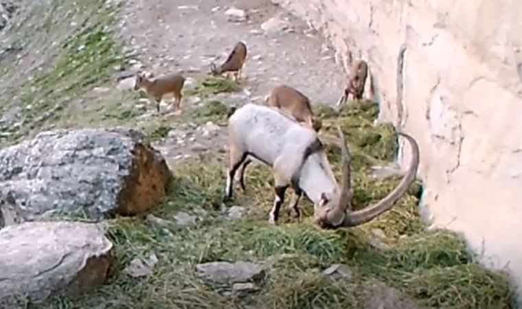 Tunceli'de yaban keçisi sürüsü fotokapanda