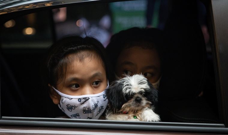 Güney Kore’de kediler ve köpekler de karantinaya alınacak