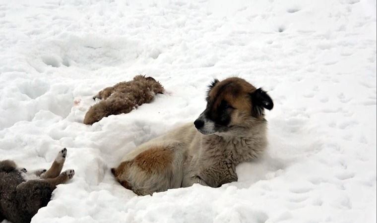 Köpek, donarak hayatını kaybeden yavrularının başından 5 gündür ayrılmıyor