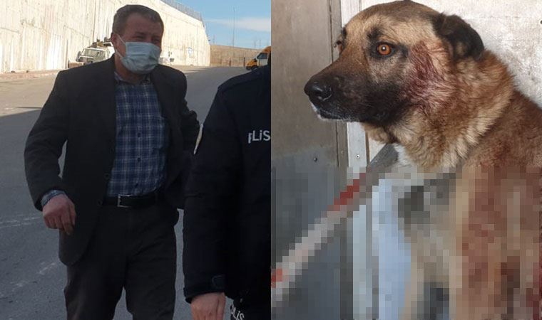 Tüfekle köpeği yaraladı: 'Gören de adam öldürdük sanır'