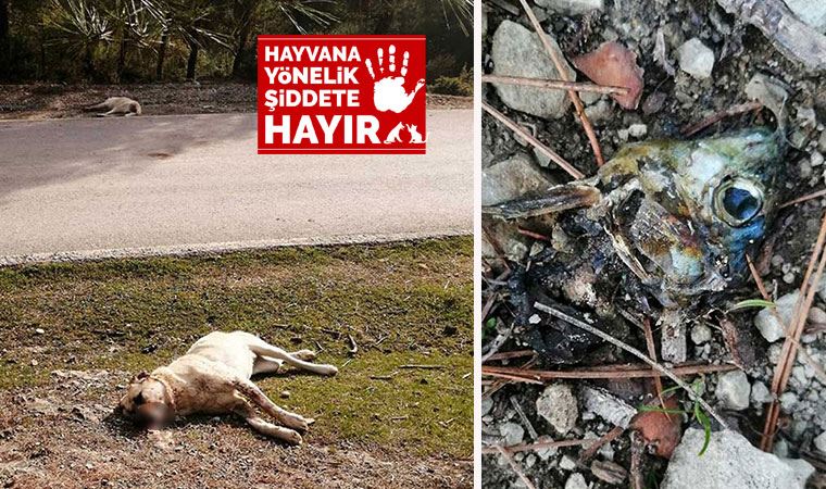 Zehirli balık kafalarından yiyen 8 çoban köpeği zehirlenerek öldü