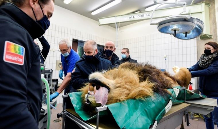 Thor: Hollanda'da beş yavrusu olan aslana vasektomi yapıldı