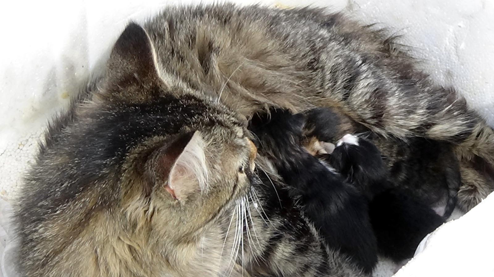 Zonguldak�ta kaybolan kedi Tekirdağ�a giderken bulundu Tekneye binmiş