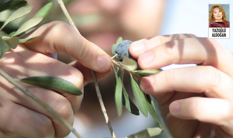 Zeytin aşktır, zeytinyağı tadı, Ayvalık mekânı