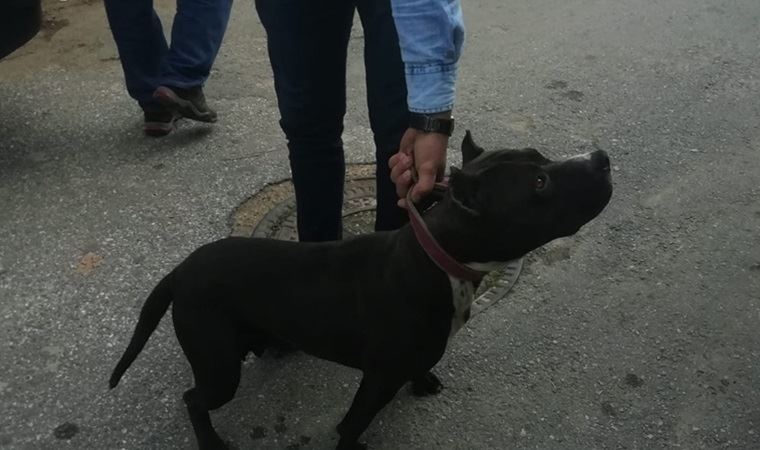 Sokakta pitbull gezdirdi, 10 bin lira ceza yedi