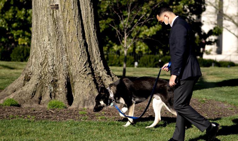 Biden’ın köpeği bir kişiyi daha ısırdı