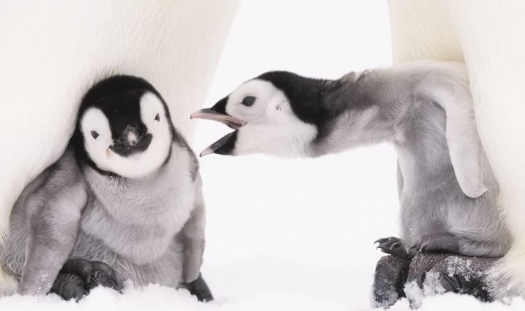 Antarktika'da geçirilen iki kış: Alman fotoğrafçı 10 bin penguen ile birlikte yaşayıp, onları fotoğrafladı