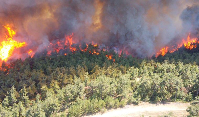 Bir yılda 20 bin 971 hektar orman zarar gördü