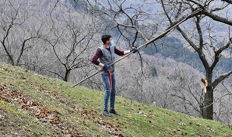 Küçük Menderes havzasında çiftçiler kestane kanseriyle mücadele ediyor