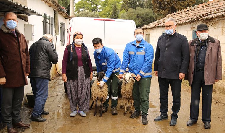 Nesli tükenmekte olan milli tür Çine çaparı koyunları kurtarıldı