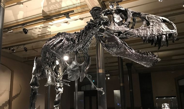 Bilim insanları: Dünyada 2.5 milyar T-rex dinozor türü yaşamış olabilir