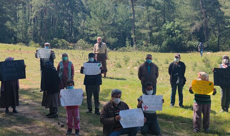 Muğla’da köylüler ağaç katliamına karşı direniyor