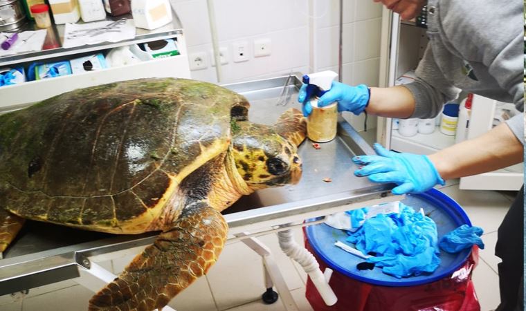 İzmir'de vahşet: Caretta caretta silahla vuruldu