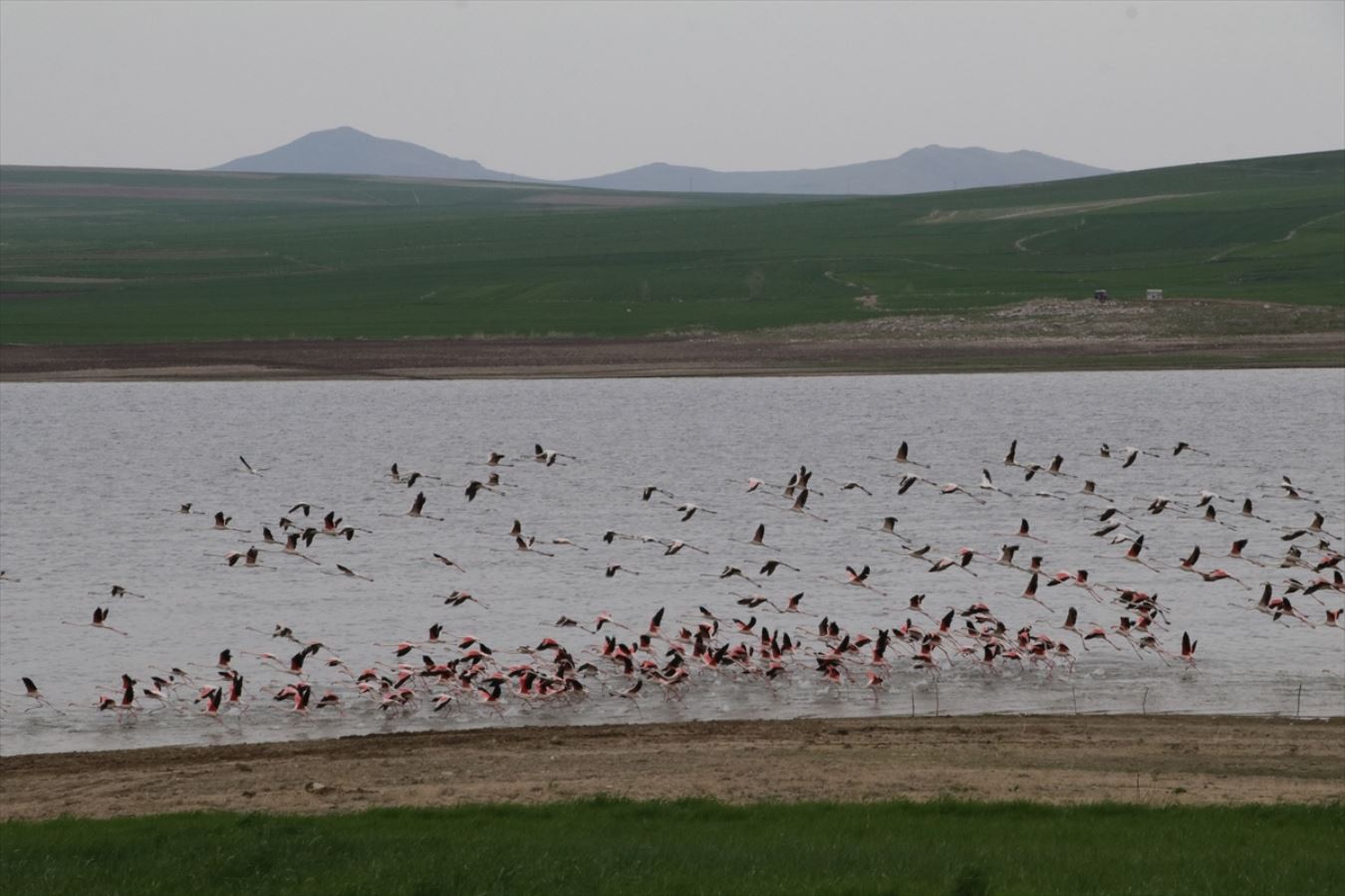 Baraj flamingoların durağı oldu