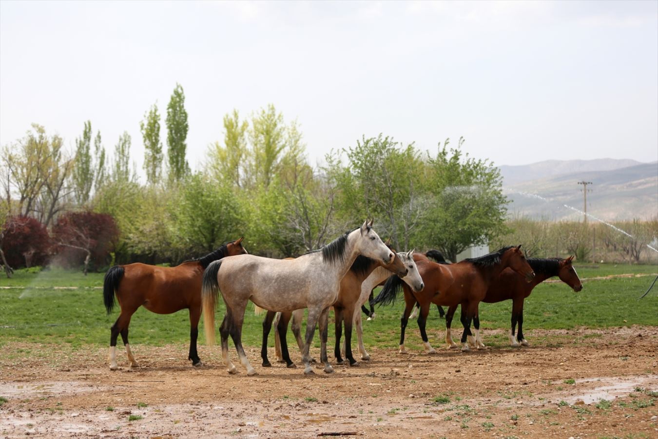 Servet değerindeki Kaşkay atları