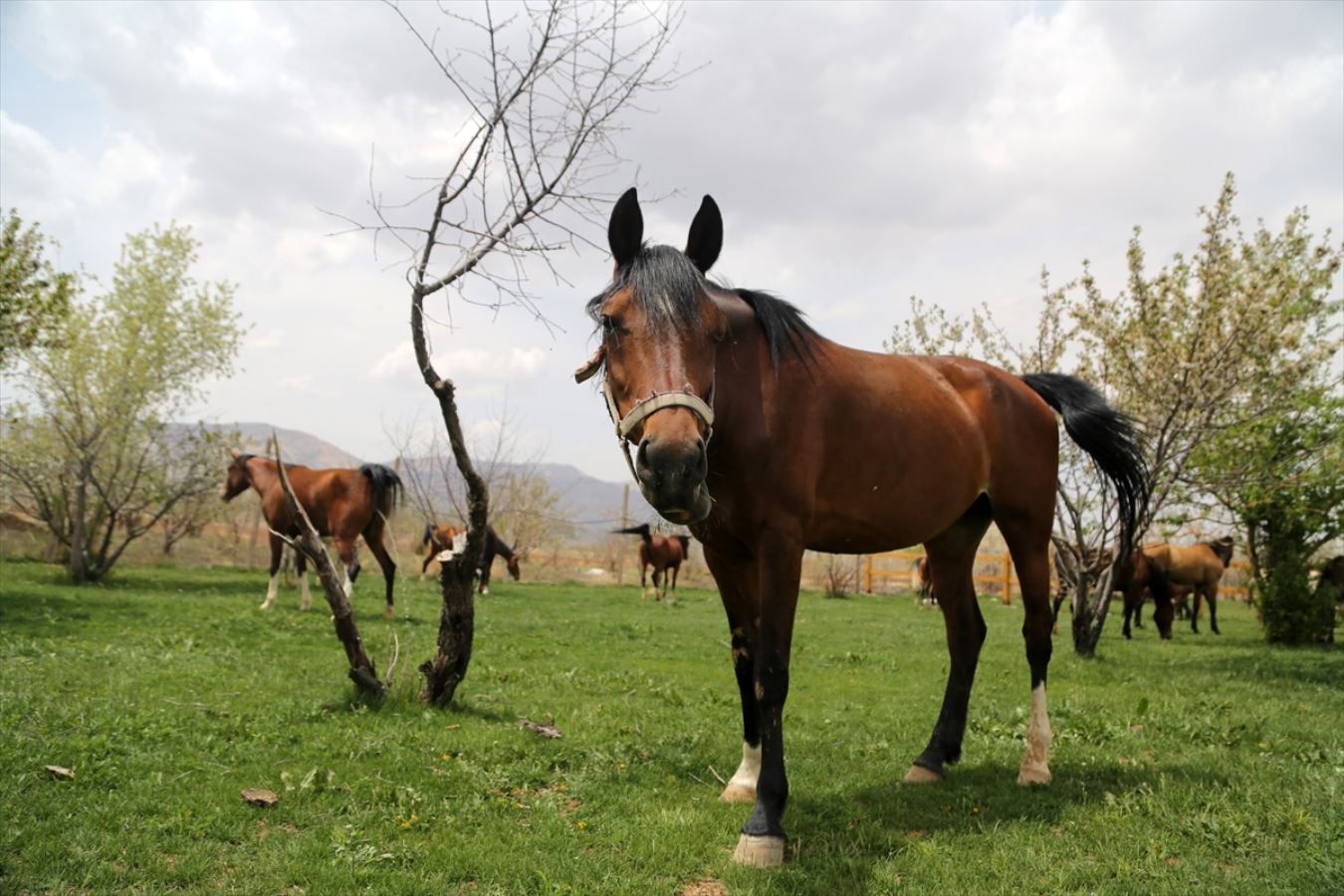 Servet değerindeki Kaşkay atları