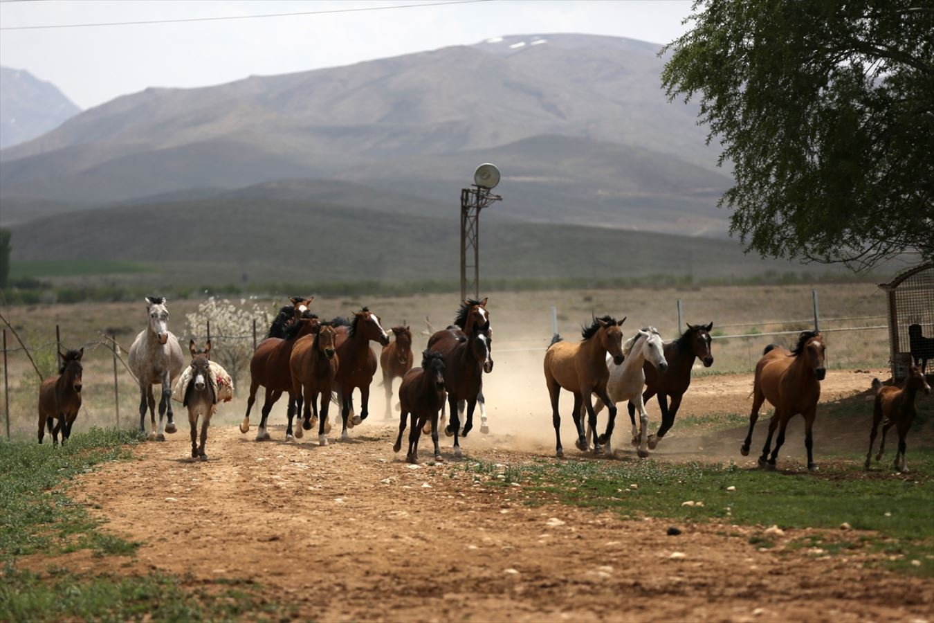 Servet değerindeki Kaşkay atları