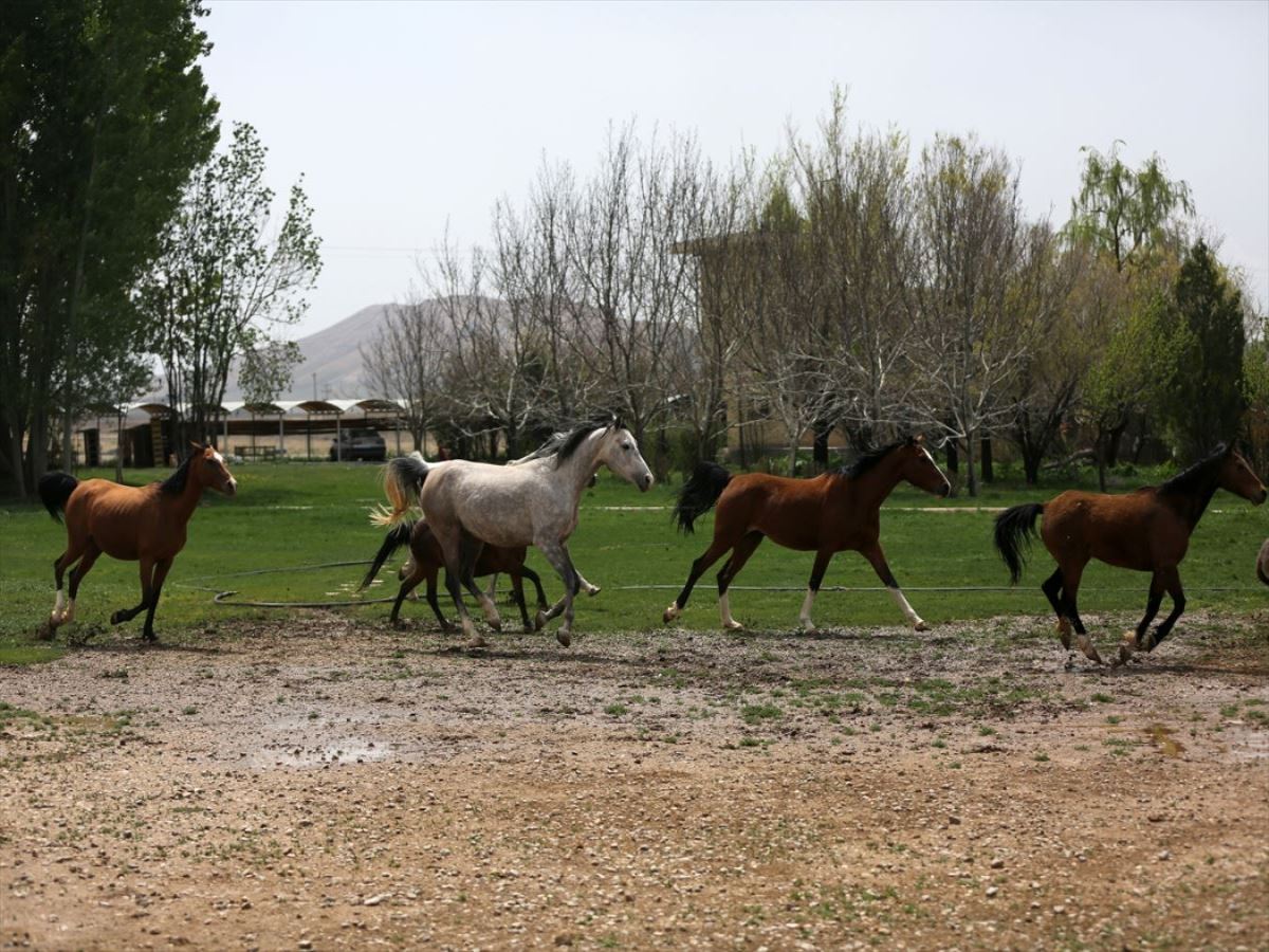 Servet değerindeki Kaşkay atları