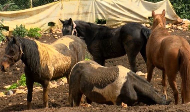 Hatay’daki kayıp atların çiplerini çıkardığı iddia edildi, evinde inceleme yapıldı