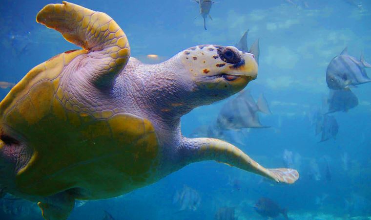 İztuzu'nun konukları caretta carettalar yumurta bırakmaya başladı