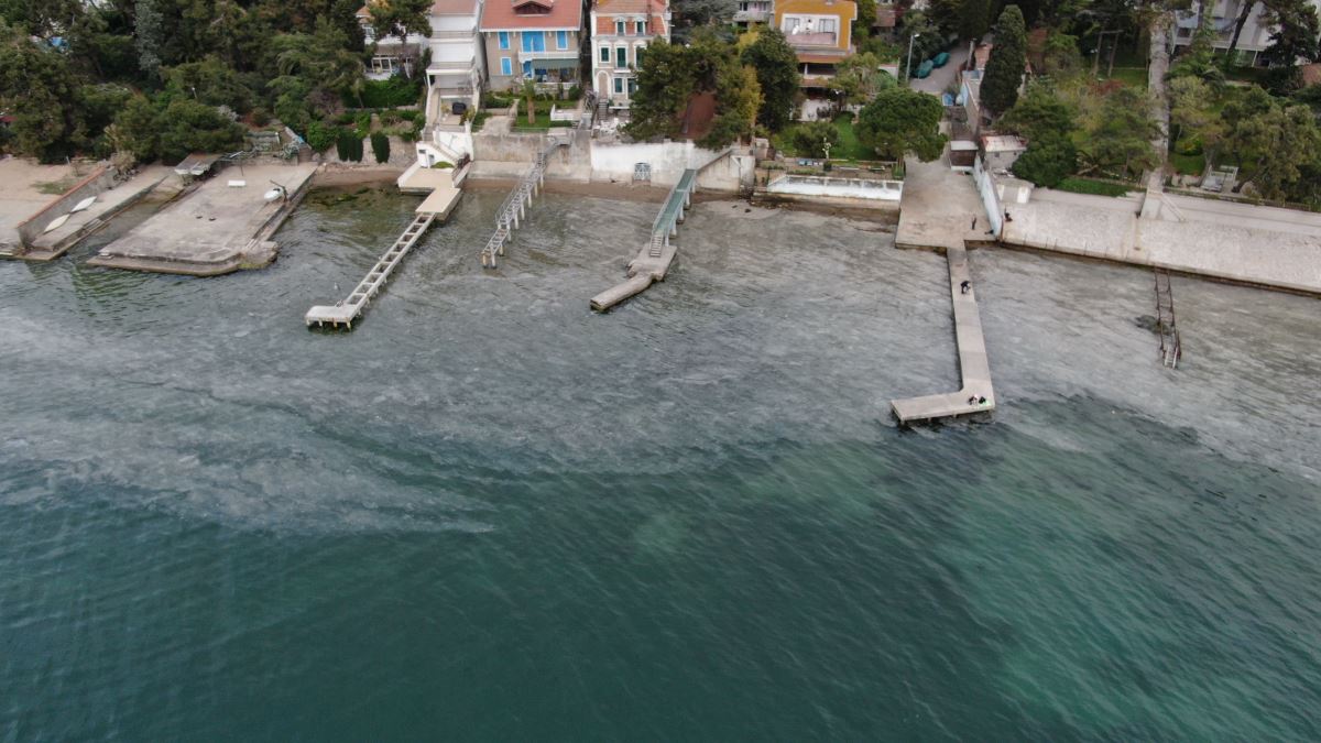 Büyükada'yı "salya" sardı