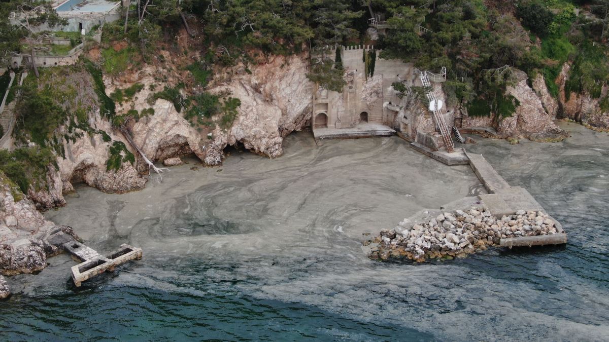 Büyükada'yı "salya" sardı