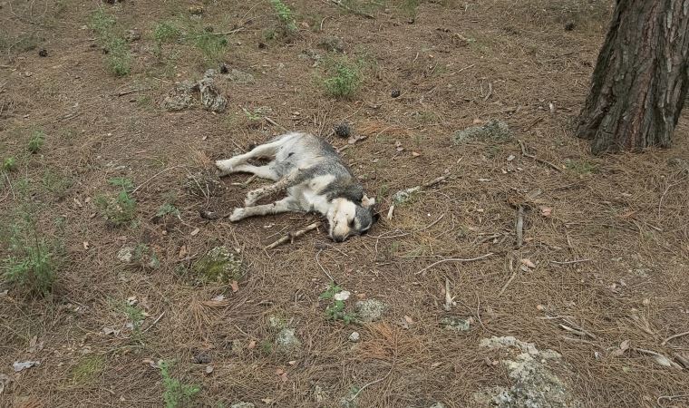 5 sokak köpeği zehirlenerek öldürüldü