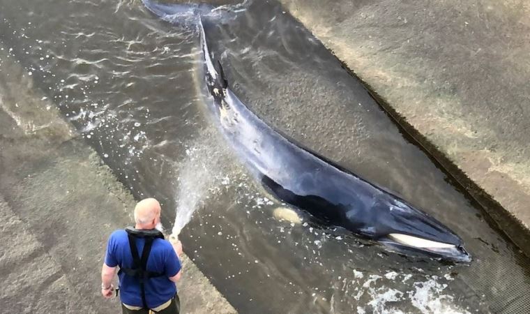 Thames nehrine giren 4 metre uzunluğundaki balina, kurtarılmaya çalışılıyor