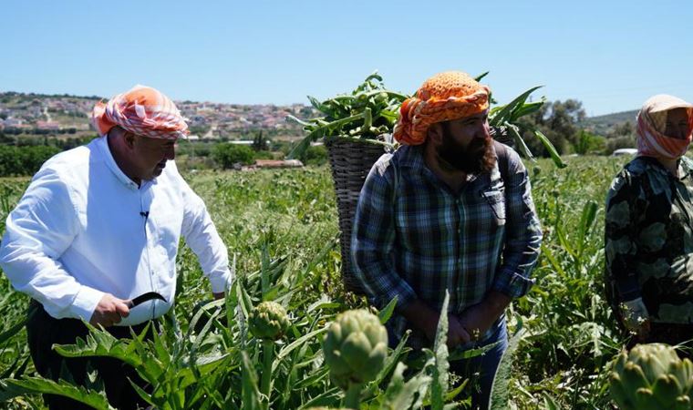 Çeşme’de sakız enginarı tarlada kalmayacak