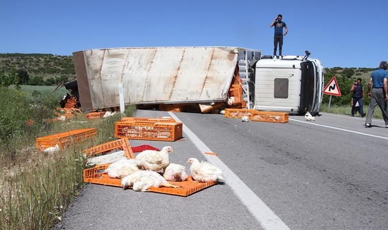 TIR devrildi, yola savrulan yüzlerce tavuk öldü