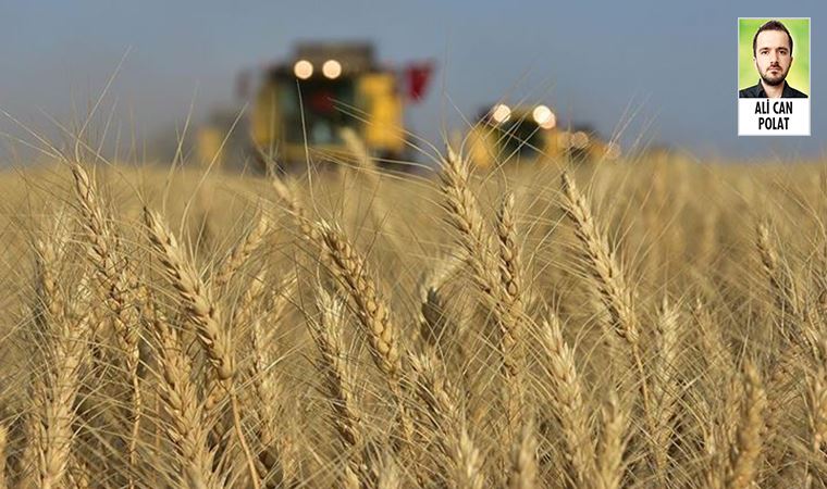 Buğday rekoltesinin kuraklık nedeniyle 18 milyon tonun altına düşmesi bekleniyor