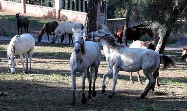 İBB'den yeni kayıp atlar açıklaması