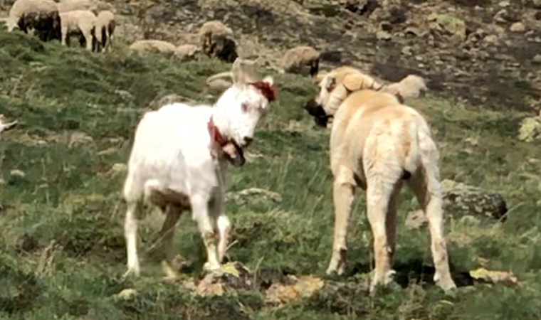 Keçi çoban köpeğine kafa tutarsa...