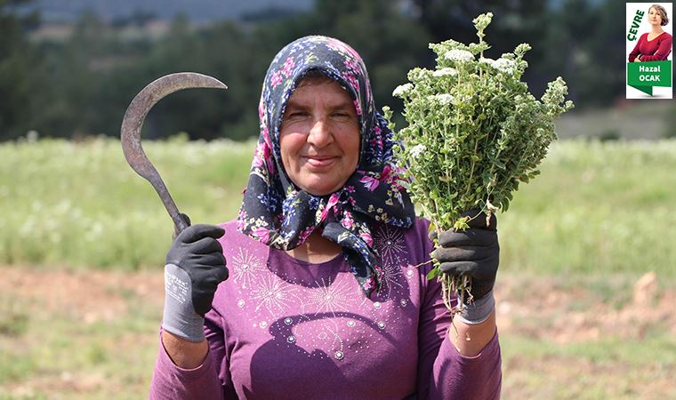 Kekik tarlalarına dinamit