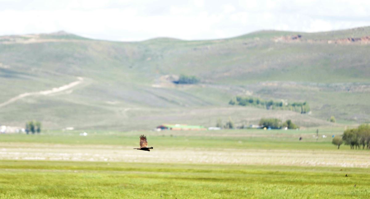 Göçmen kuşların Afrika-Kafkasya yolculuğunun mola noktası: Erzurum Ovası