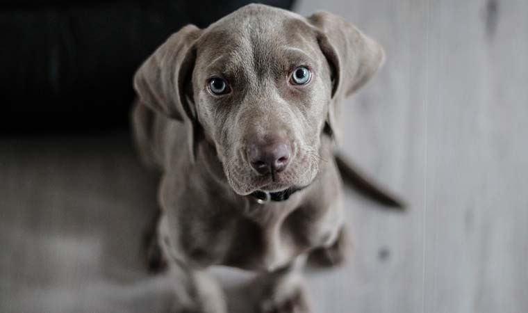 Araştırma: Köpeklerde yeni bir koronavirüs türü tespit edildi