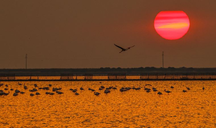 İzmir Kuş Cenneti'nde flamingoların  gün batımı dansı büyülüyor