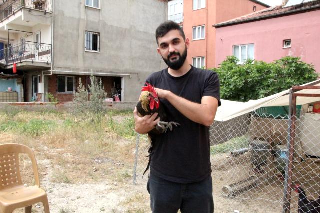 Ünü dünyaya yayılan ‘bayılan horoz' İngiltere'den davet aldı