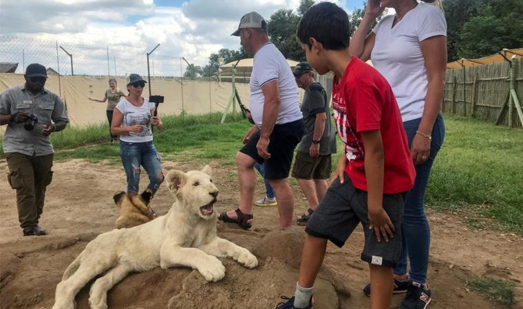 Güney Afrika aslan yetiştiriciliğini yasaklayacak