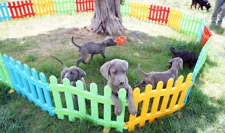 Köpeklerine eziyet eden kadın gözaltına alındı