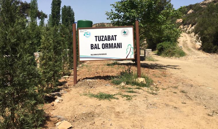 Milas'ta bal ormanına maden ocağı tehdidi