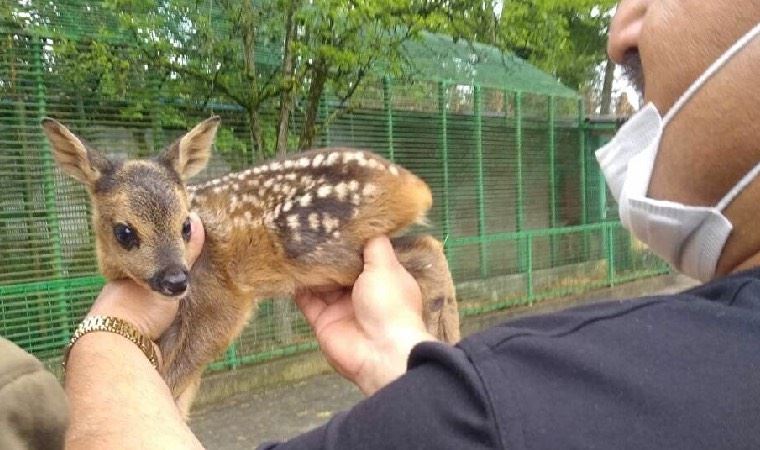 Annesi vurulan karaca yavrusunu sokak köpeği kurtardı