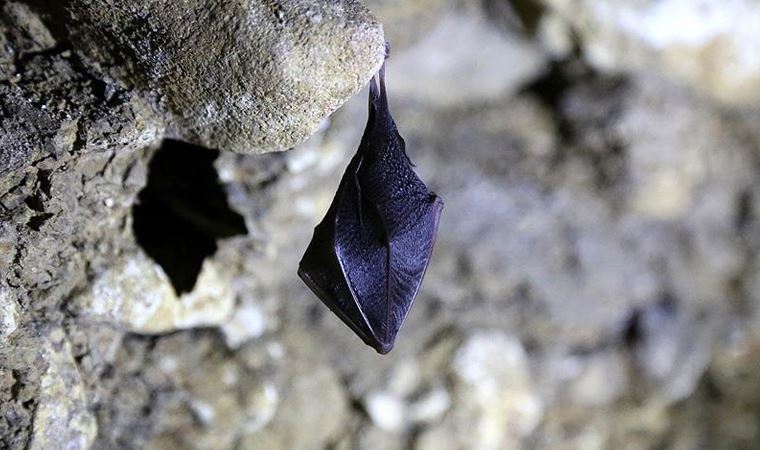 Çin bilim insanları yarasalarda 24 yeni koronavirüs tipi keşfetti