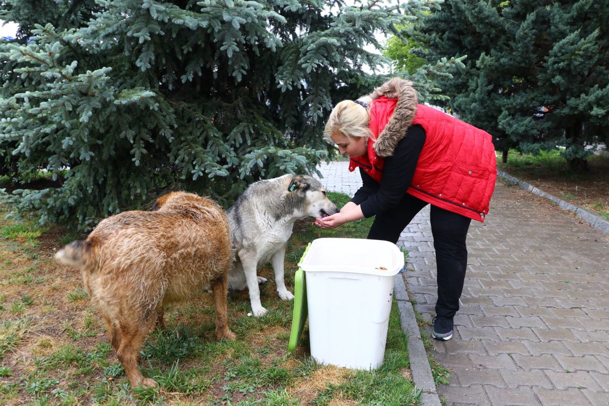 Köpekleri ıslatıp kovalayan öğretim görevlisine ‘mala zarar verme’ davası