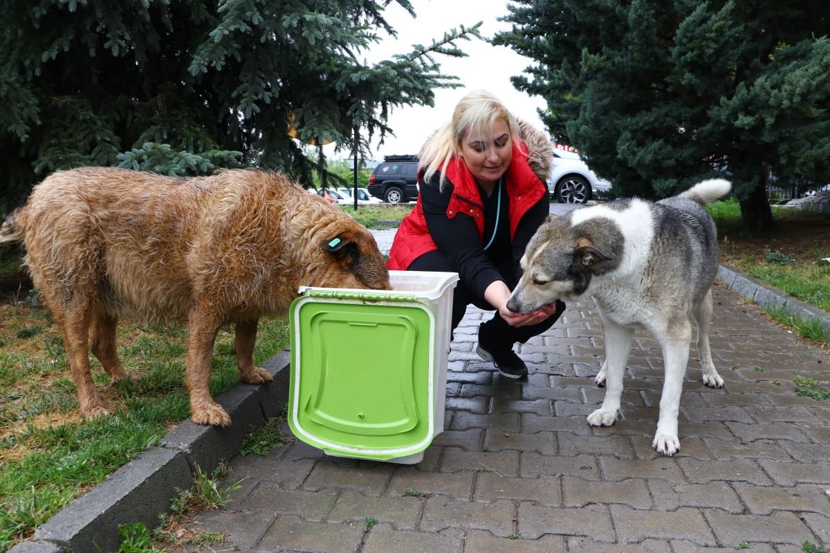 Köpekleri ıslatıp kovalayan öğretim görevlisine ‘mala zarar verme’ davası